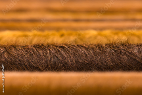 Close-up of brown genuine cowhide with long hair. Macro photography on a blurry background.