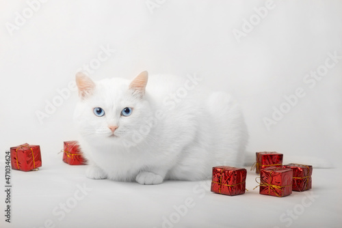 white cat with blue eyes sitting on white background looking into camera with red gift boxes nearby