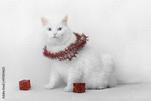 white cat sitting on white background looking into camera dressed in tinsel and with present boxes nearby