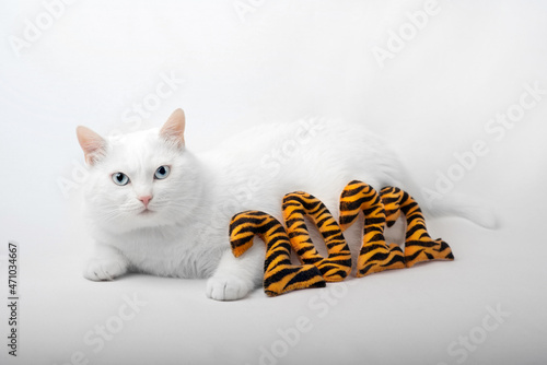 white cat laying on white background looking into camera and figures 2022 made of felt in tiger style nearby
