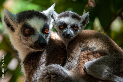 Lemur with baby 