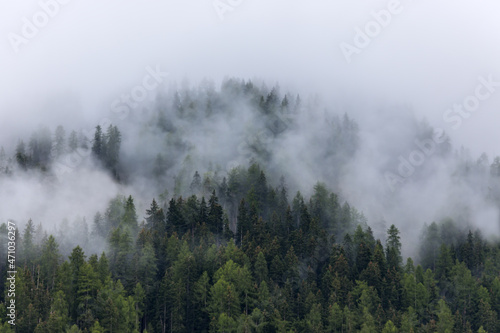 Misty alpine forest in the Italian Dolomites on one foggy summer day
