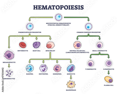 Hematopoiesis as blood cellular components formation outline diagram. Labeled educational scheme with common myeloid and lymphoid progenitor vector illustration. Leukocytes and lymphocytes generation. photo