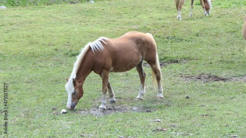 brown horse with a white mane quietly eats in the meadow in the mountains on a sunny day