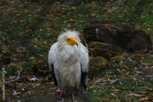 An ordinary vulture