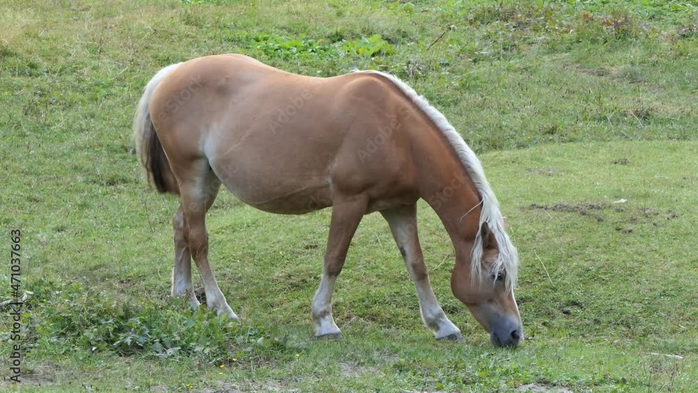 brown horse with a white mane quietly eats in the meadow in the mountains on a sunny day brown horse with a white mane quietly eats in the meadow in the mountains on a sunny day