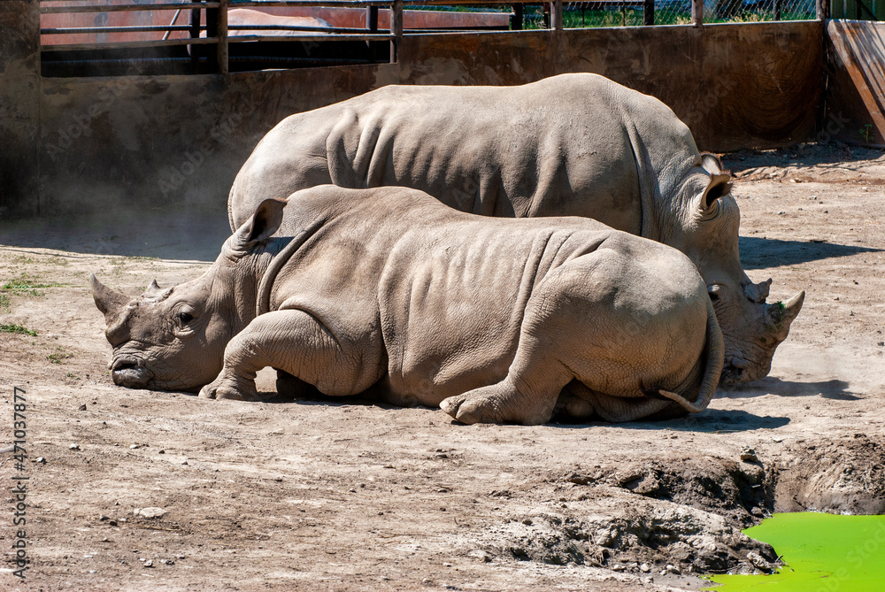 Obraz premium rhino in the zoo
