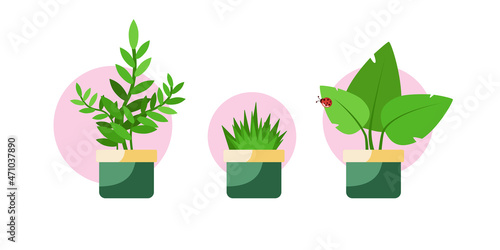 Three pots with growing plants and grass. Icon set. Isolated. Blue background. Flat design. Vector