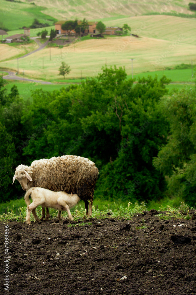 Fototapeta premium sheep in a field