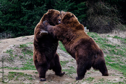 brown bear in the forest