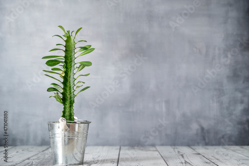 Young plant euphorbia trigona decorate a table with gray wall background photo