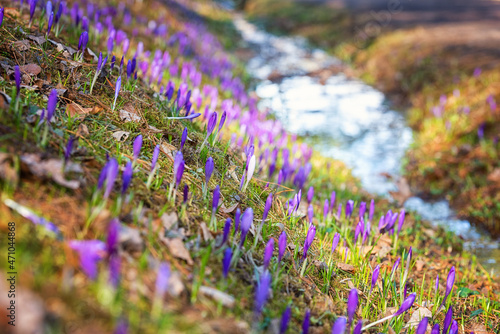 Amazing sunny flowering mountain hill with purple crocus or saffron flowers, natural seasonal background, early spring in Europe, image with selective focus