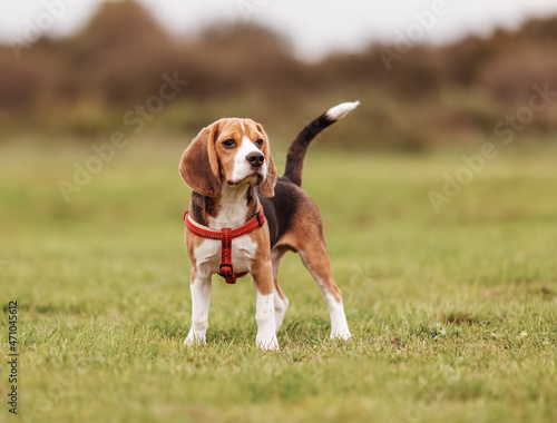 Puppy of Beagle playing on the lawn in nature