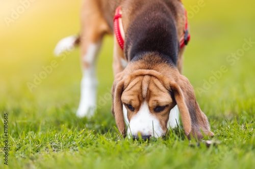 Puppy of Beagle playing on the lawn in nature photo