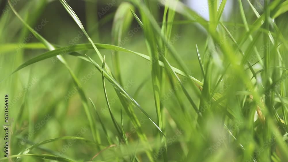 closeup of fresh green grass growing, nature concept, eco system, environment friendly. closeup of fresh green grass growing, nature concept, eco system, environment friendly.