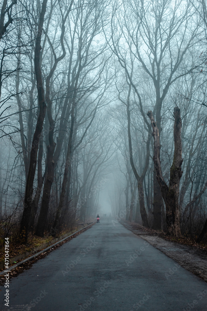 Empty road in a misty autumn park in the morning in blue tones Empty road in a misty autumn park in the morning in blue tones
