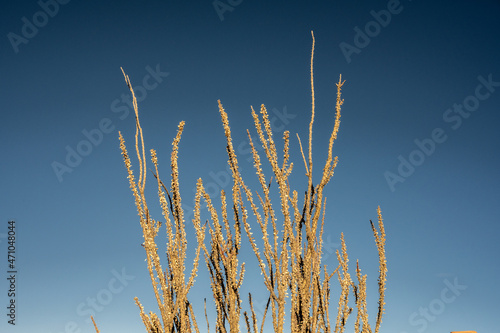 Muted Ocotillo Streatches into Blue Sky photo