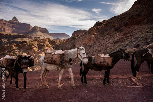 Pack Mules Anxious To Head Up To The Rim Of The Grand Canyon