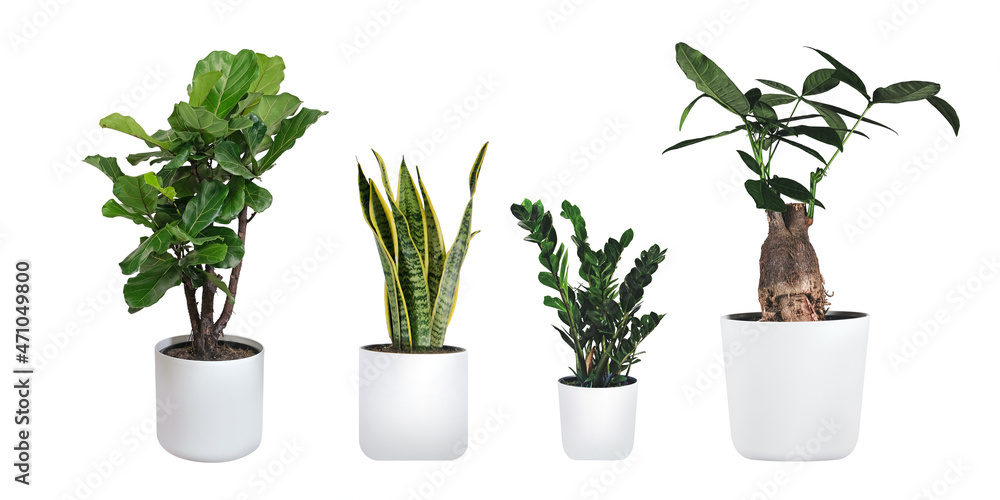 Φωτογραφία Plants in white ceramic pot: ficus lyrata, Sansevieria, pachira, zz zamioculcas zamiifolia or zanzibar gem plant