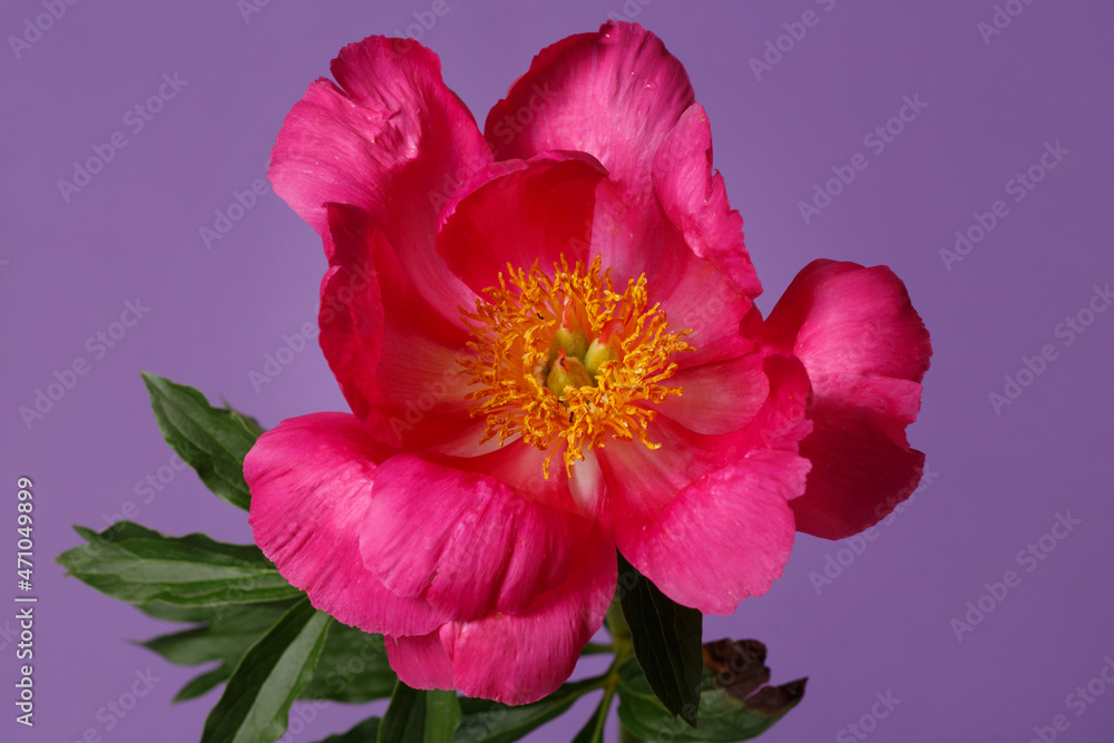 shape with magenta petals and a yellow center isolated on a purple background.
