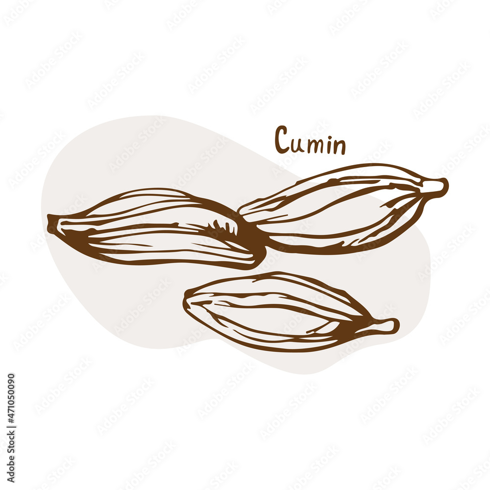 Fototapeta premium Cumin vector. Herbs and spices hand drawn vector illustration. Sketchy style. Vintage illustrations. Aromatic plants. Hand drawn sketch of food. Card design. Spices and herbs black and white design