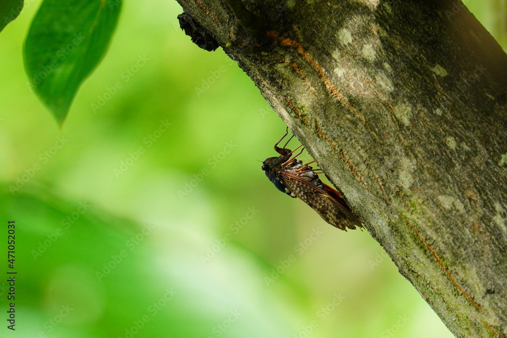 Obraz premium 木にとまるアブラゼミ