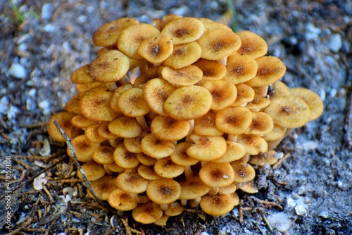 mushrooms in the forest area background at St. Augustine, Florida.