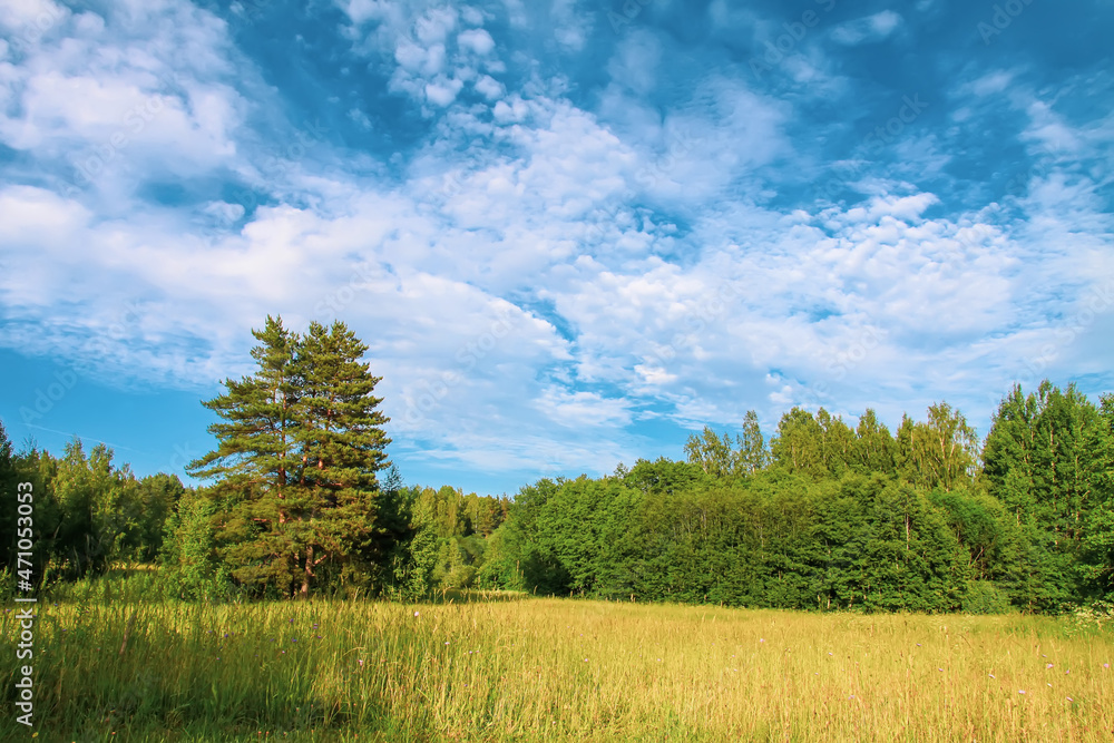 Summer field with pine tree. Rural nature details. Summer field with pine tree. Rural nature details.