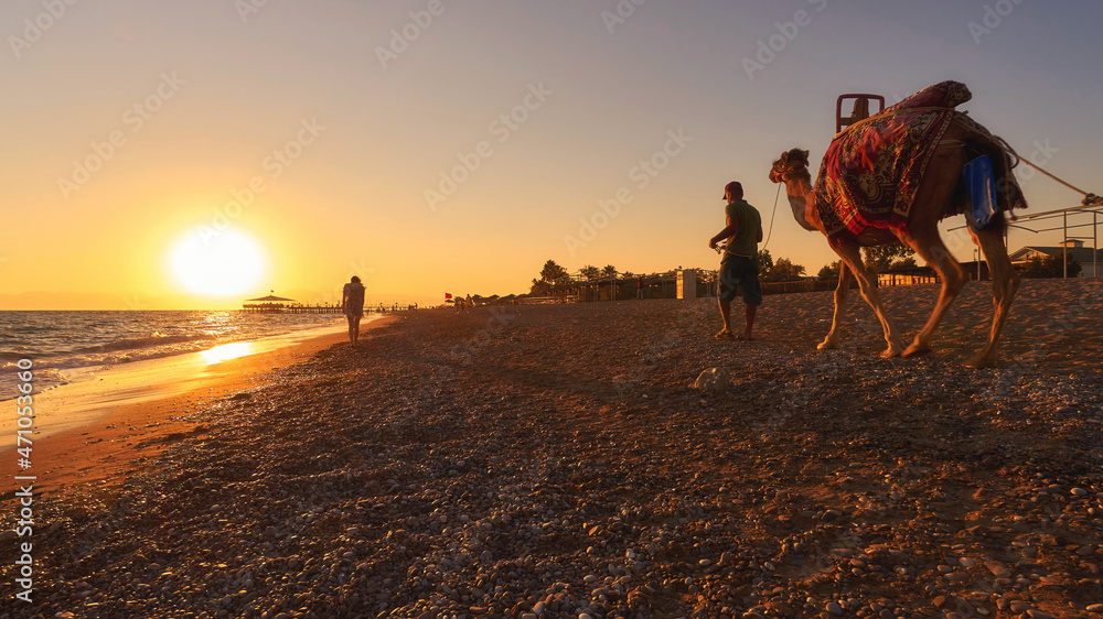 Man with camal walking at the sunset beach