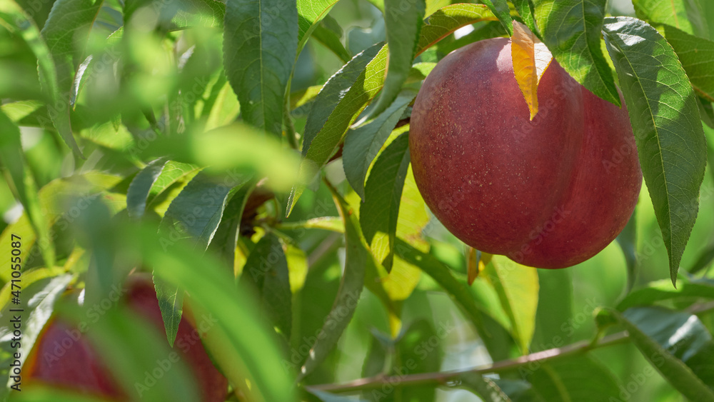 Obraz premium Natural nectarine in the domestic plantation