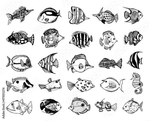 Collection of monochrome illustrations of fishes in sketch style. Hand drawings in art ink style. Black and white graphics. photo