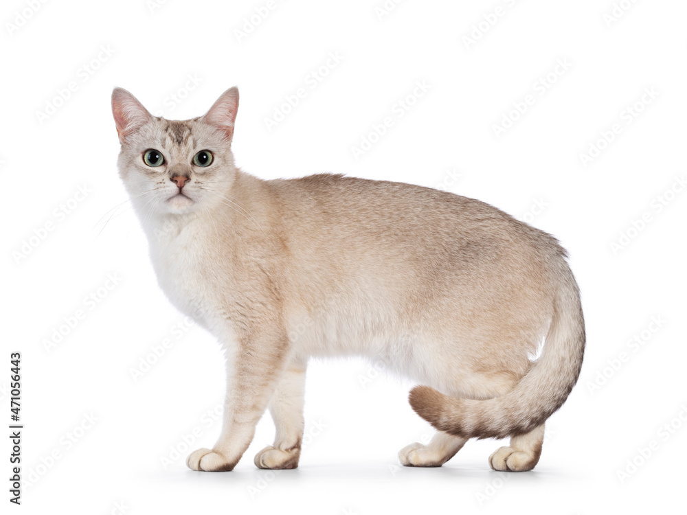 Young adult Burmilla cat, standing side ways. Looking straight to camera. Isolated on a white background.