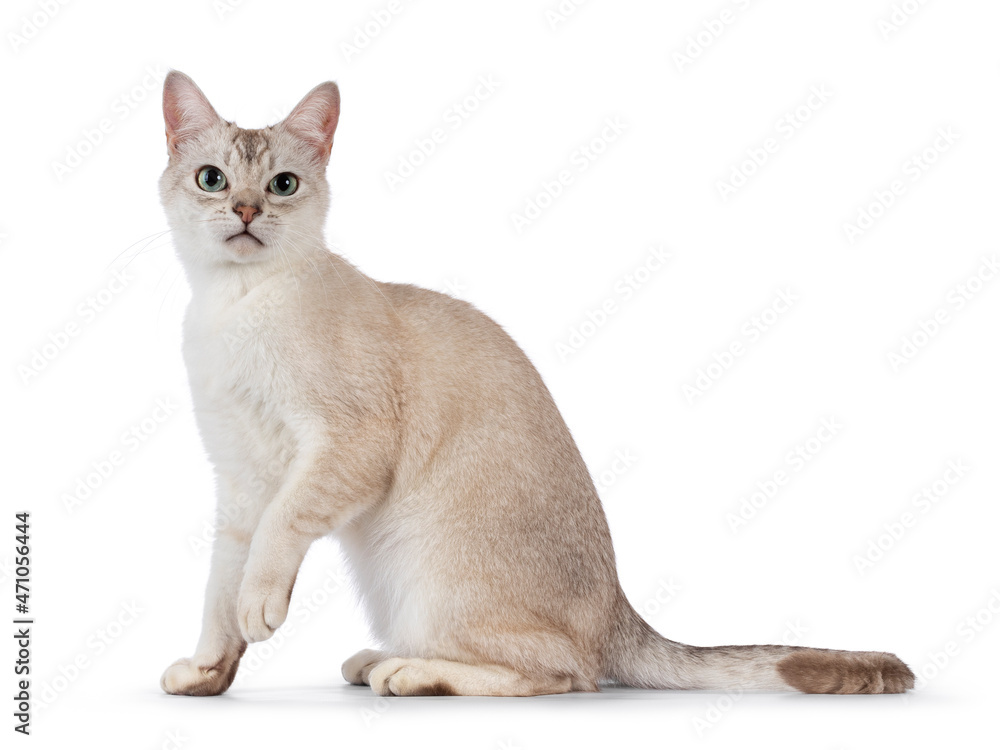 Young adult Burmilla cat, sitting up side ways. Looking straight to camera. Isolated on a white background.