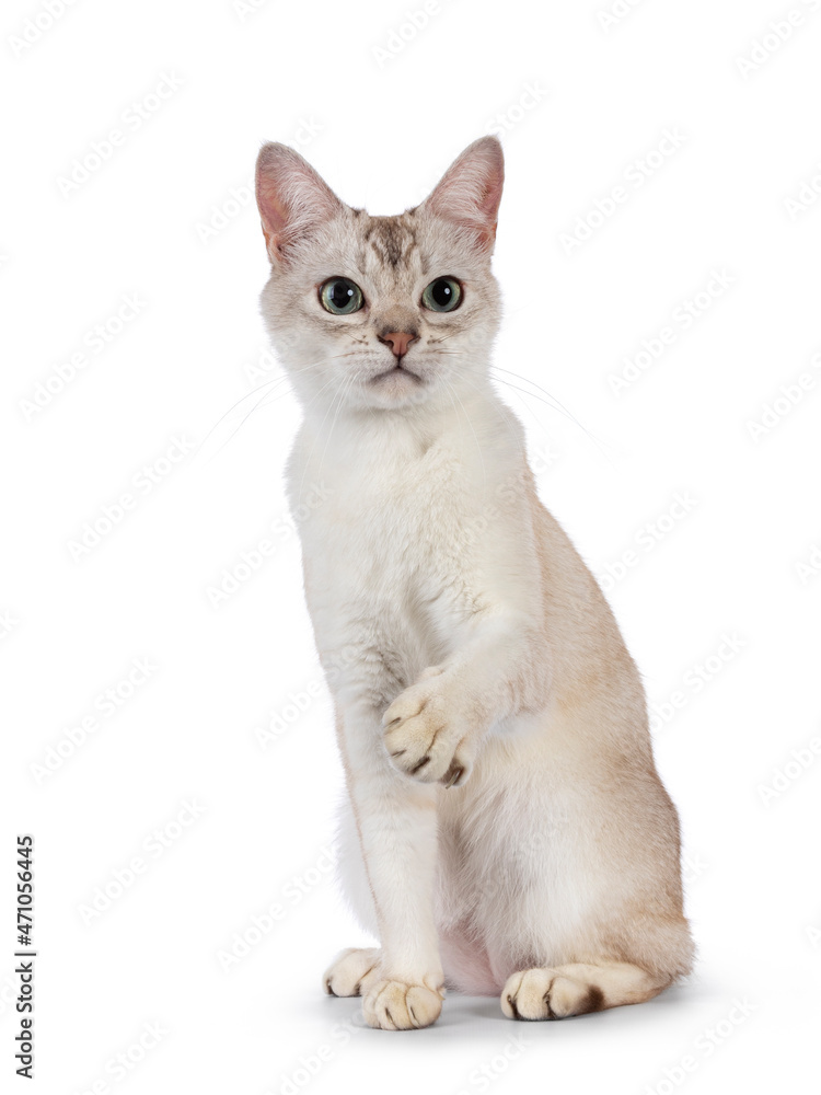 Obraz premium Young adult Burmilla cat, sitting up facing front with one paw playful in air. Looking beside camera. Isolated on a white background.