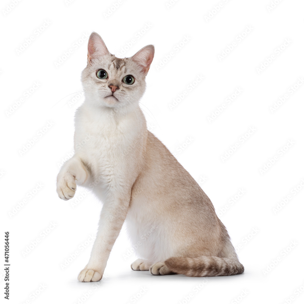 Young adult Burmilla cat, sitting up side ways. One paw playful up in air. Looking straight to camera. Isolated on a white background.