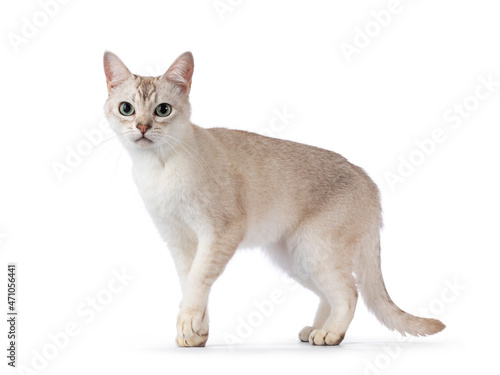 Fotografie Young adult Burmilla cat, walking side ways