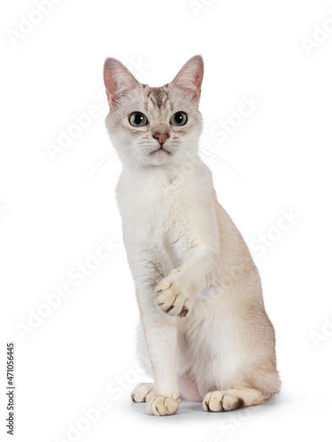 Young adult Burmilla cat, sitting up facing front with one paw playful in air. Looking beside camera. Isolated on a white background.