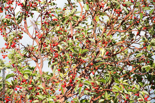 Sandalwood tree close up.