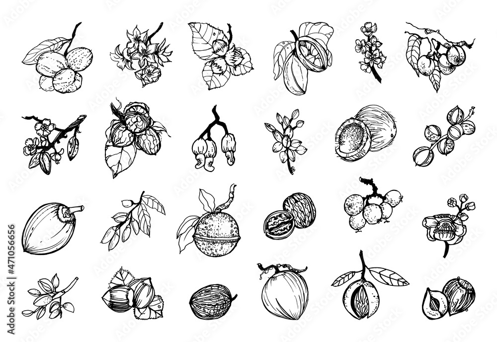 Fototapeta premium Collection of monochrome illustrations of nuts in sketch style. Hand drawings in art ink style. Black and white graphics.