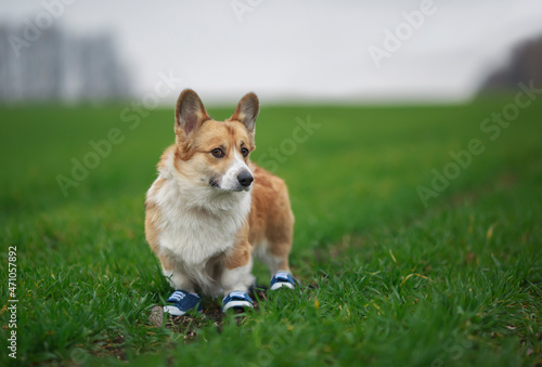 cute corgi dog puppy in sports sneakers on jogging in the park