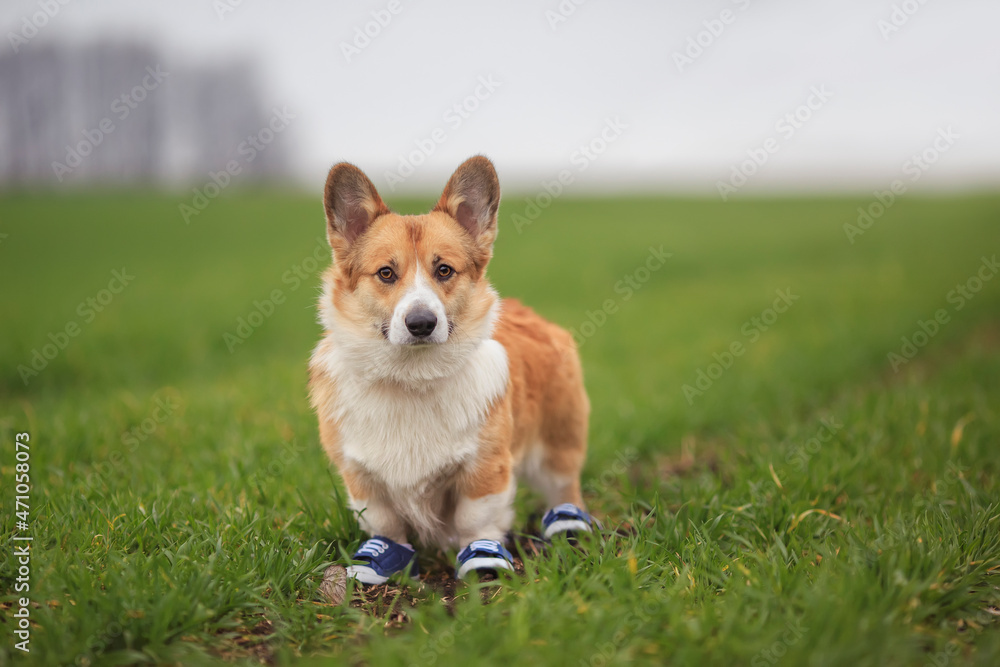 cute corgi dog puppy in sports sneakers on jogging in the park