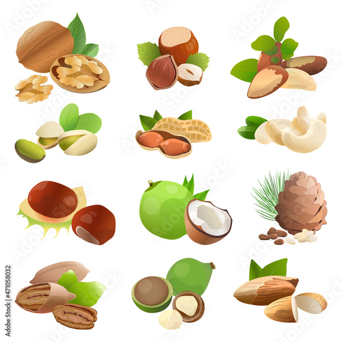 Set of nuts in a realistic style. Detailed illustrations.