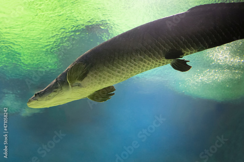 Fish under water. Arapaima fish - Pirarucu Arapaima gigas one largest freshwater fish. Fish in the aquarium behind glass.	 photo