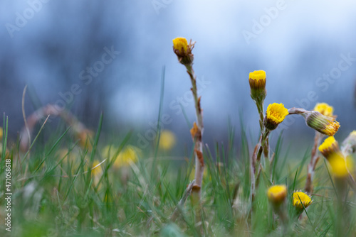 Tussilago farfara czyli podbiał pospolity, występujący na Beskidzkich łąkach na wiosnę. © Grzegorz