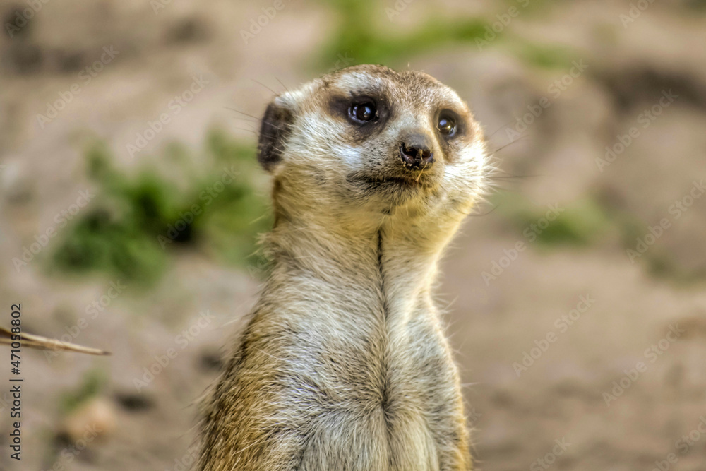 Up-close photo of a meerkat on sentry duty Up-close photo of a meerkat on sentry duty