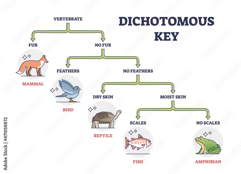 Dichotomous key as scientific organisms identification tool outline  diagram. Labeled educational flowchart with living vertebrate division in  classes or categories vector illustration. Sequence scheme  Stock-Vektorgrafik | Adobe Stock