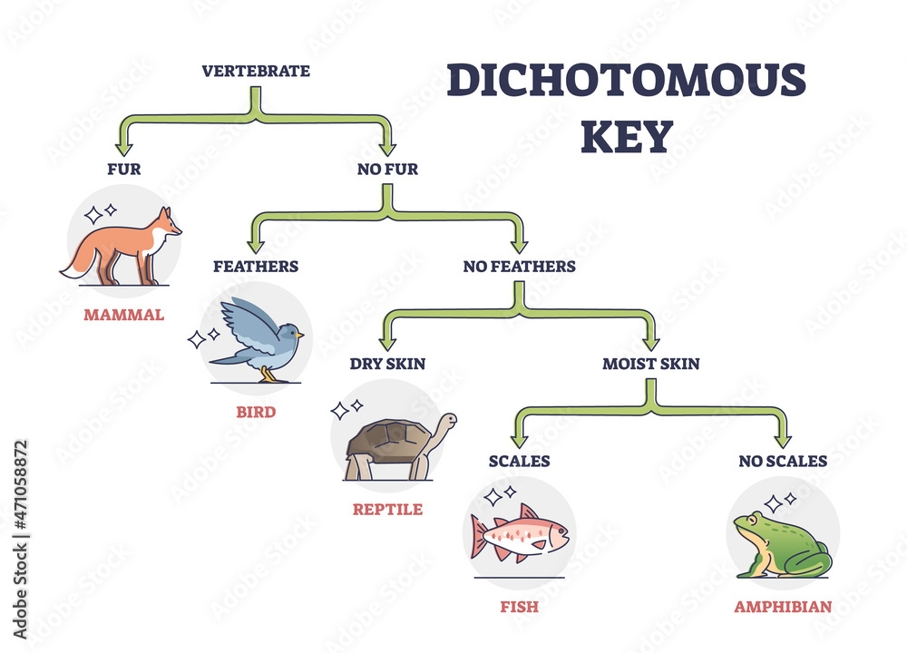 Vecteur Stock Dichotomous Key As Scientific Organisms Identification vecteur-stock-dichotomous-key-as-scientific-organisms-identification