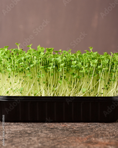 Broccoli microgreens on a dark background.