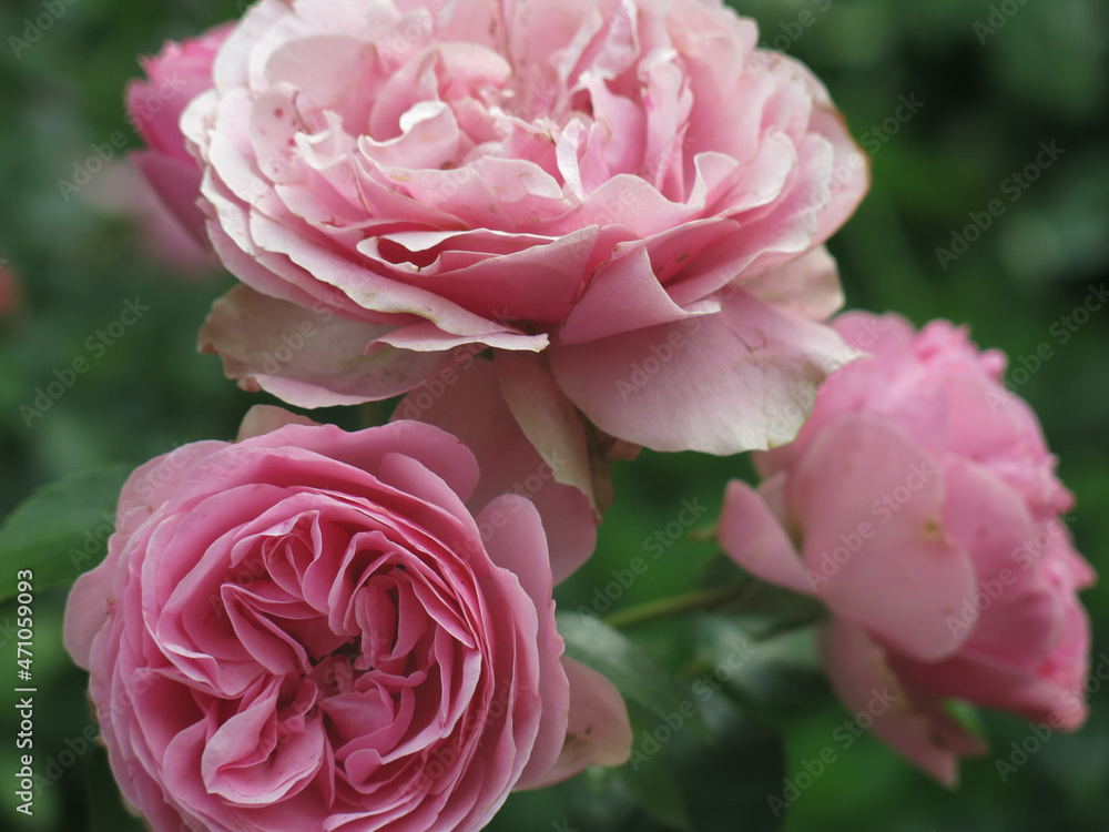 luxurious pink roses bloom in the garden in summer