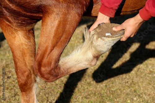Man checking shoe on horse hoof outdoors, closeup. Pet care